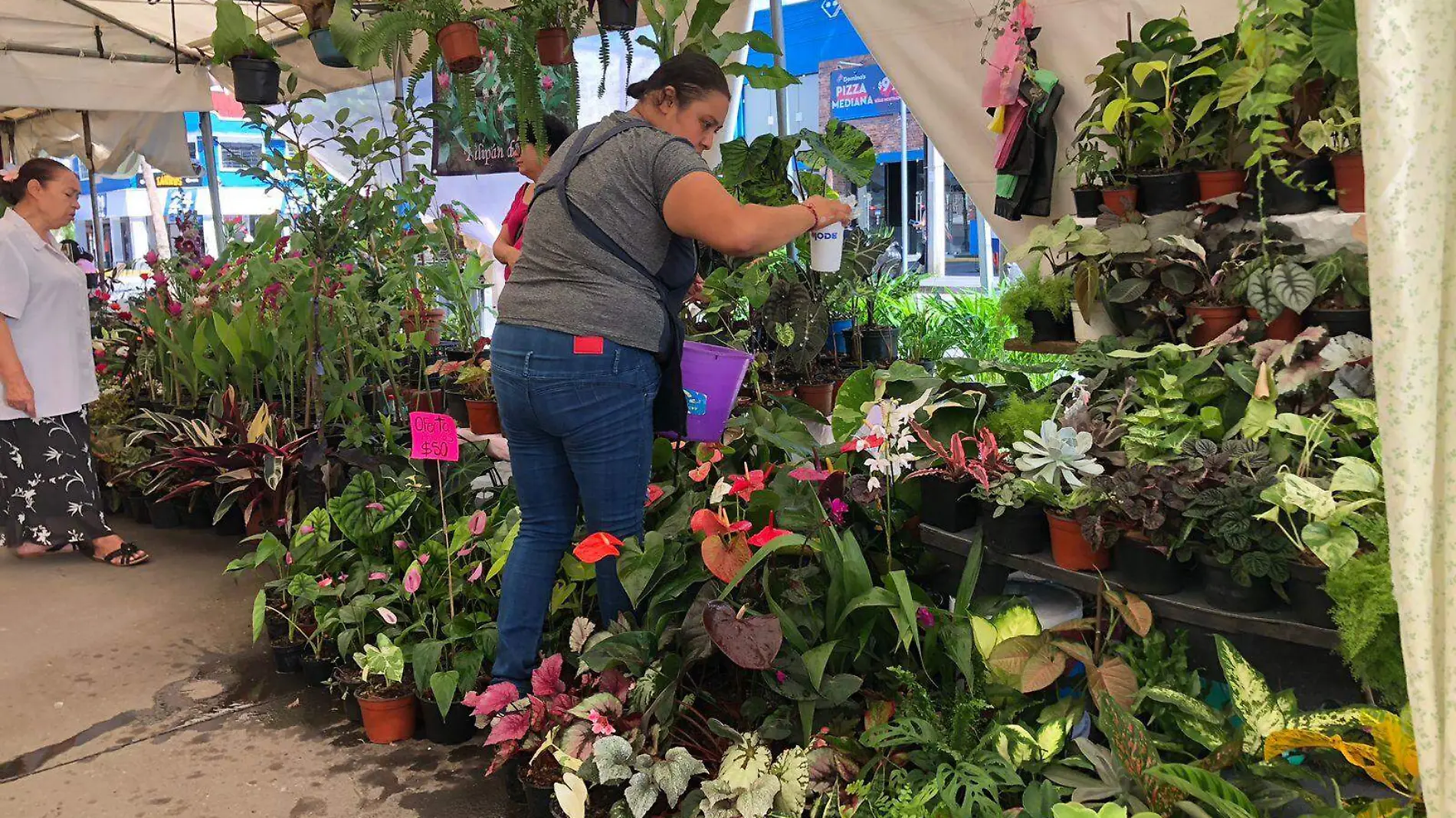 viveros flores plantas fortín (1)